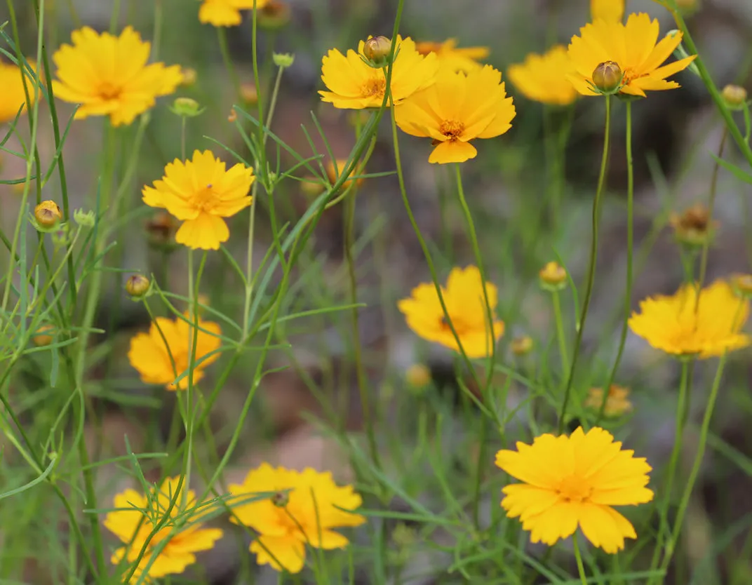 Large-flower Tickseed