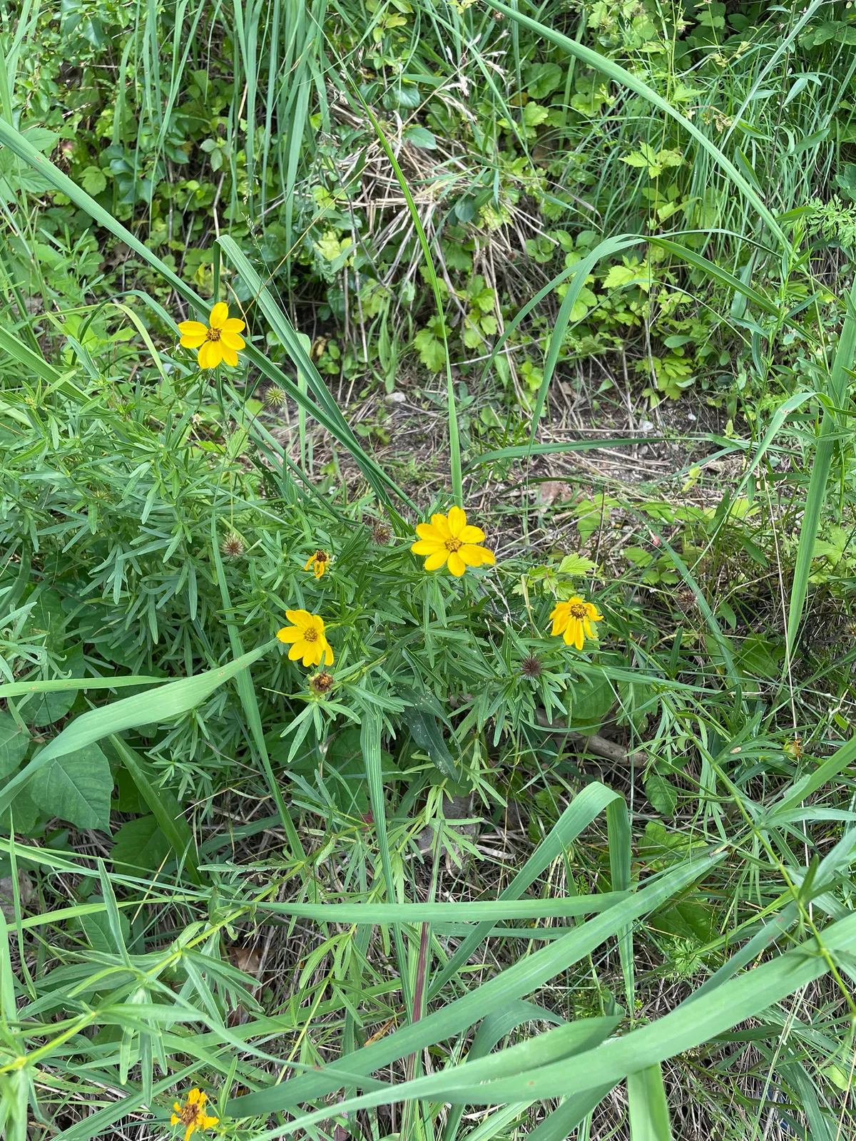 Prairie Coreopsis