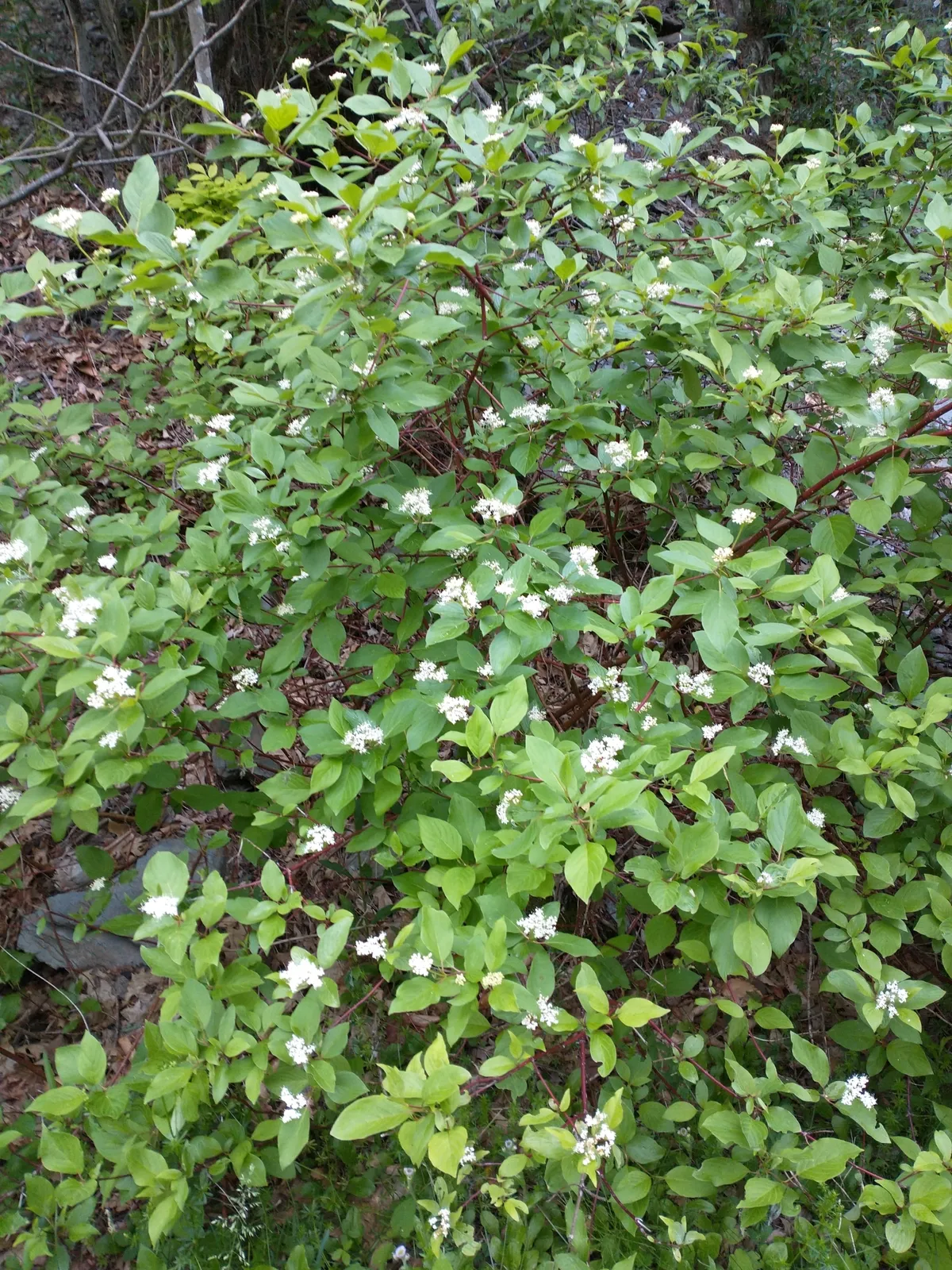 Red-osier Dogwood