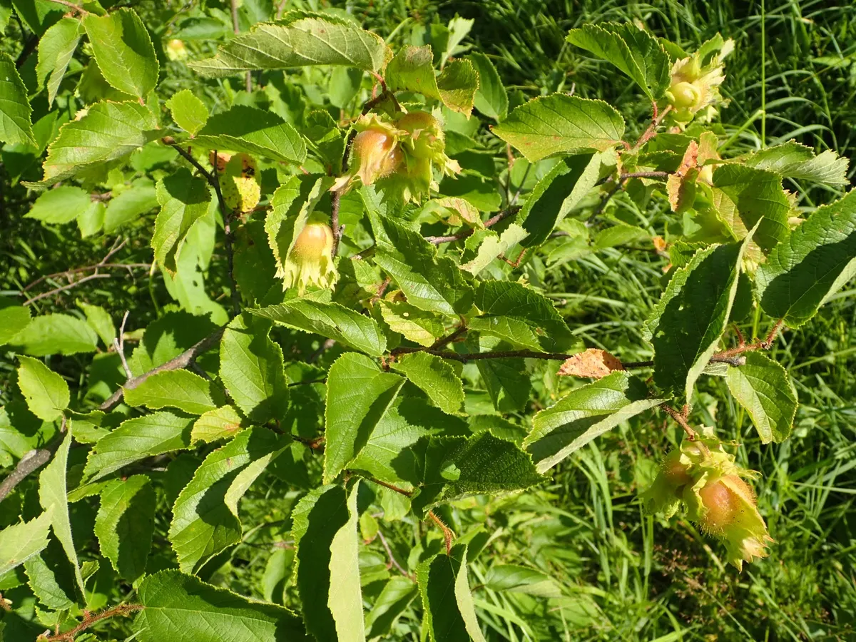 American Hazelnut