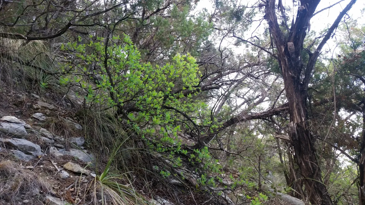 American Smoketree