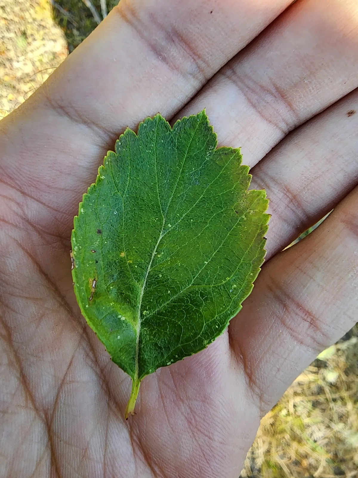 Black Hawthorn
