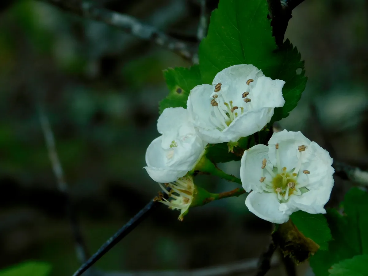 Yellowleaf Hawthorn