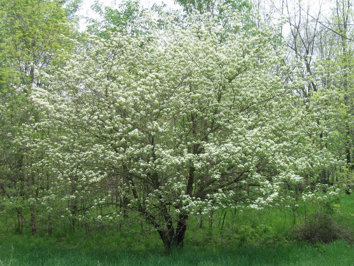 Downy Hawthorn