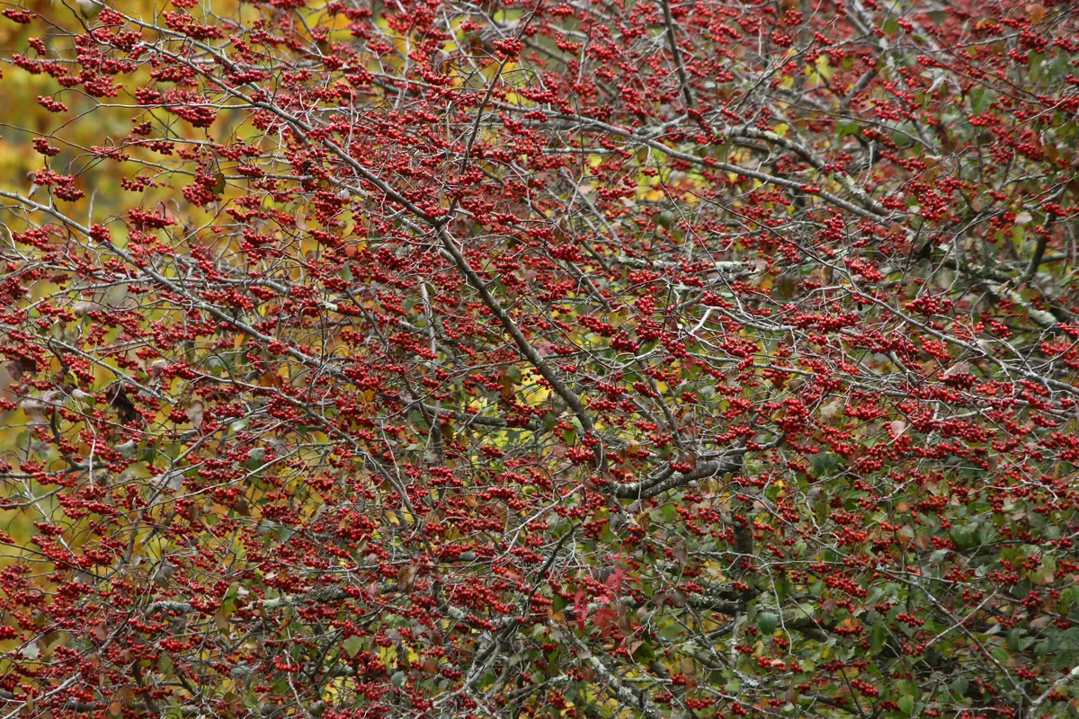 Washington Hawthorn