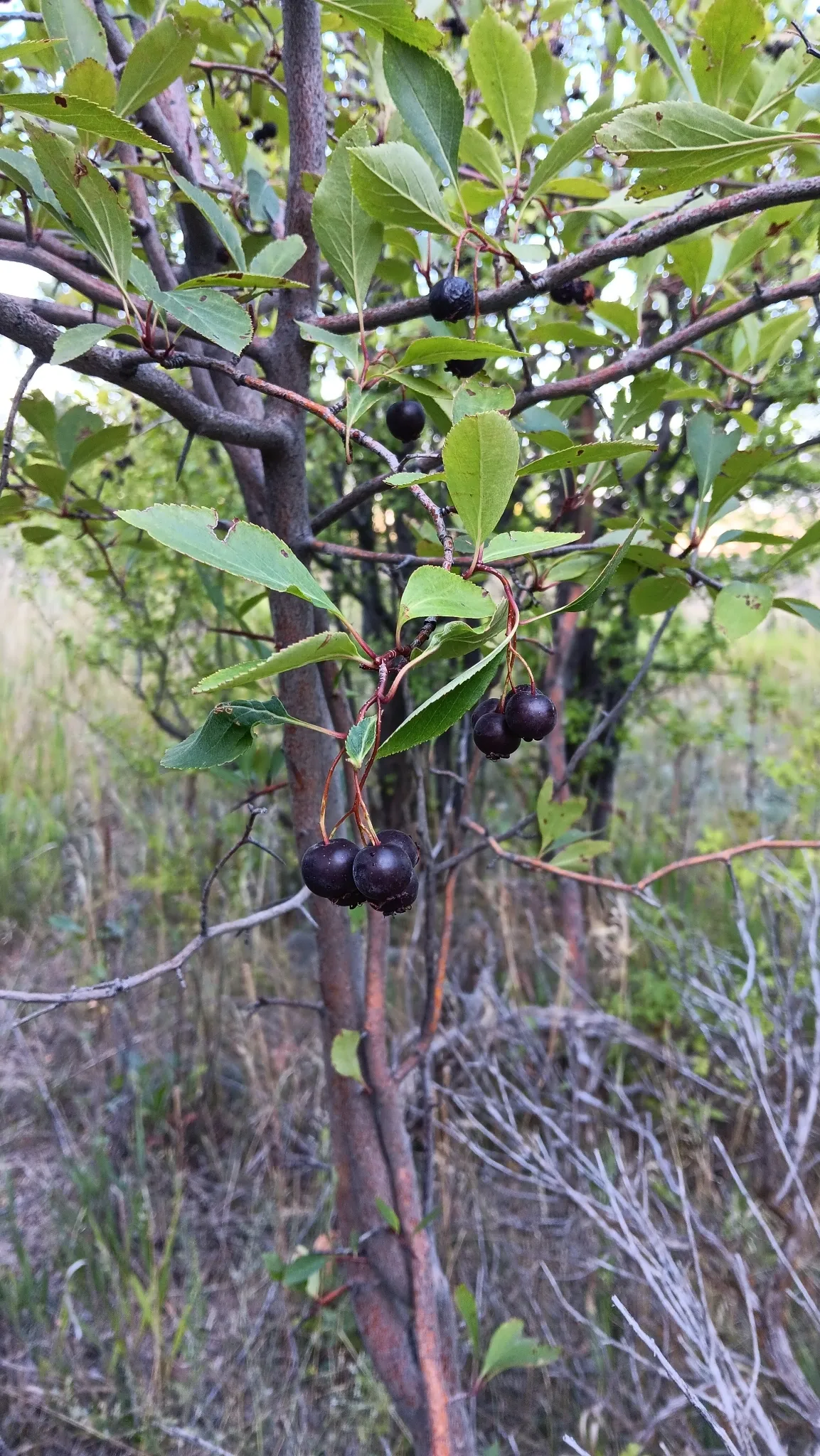 River Hawthorn
