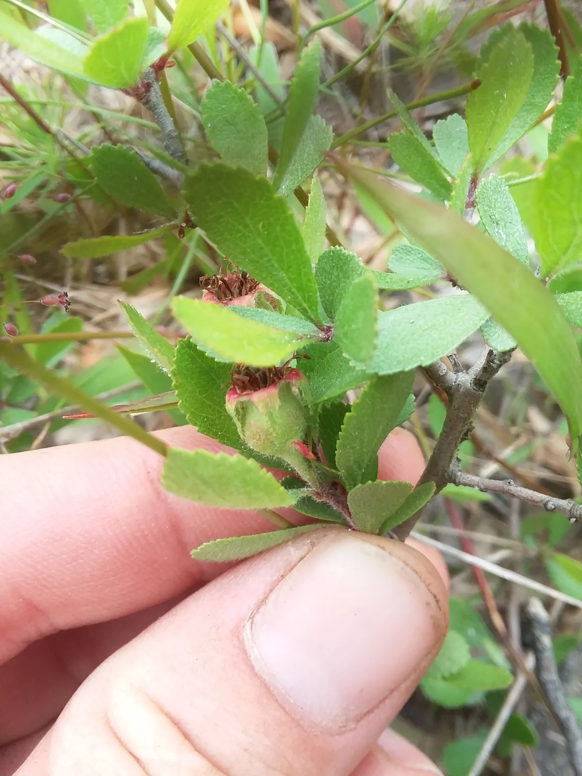 Dwarf Hawthorn