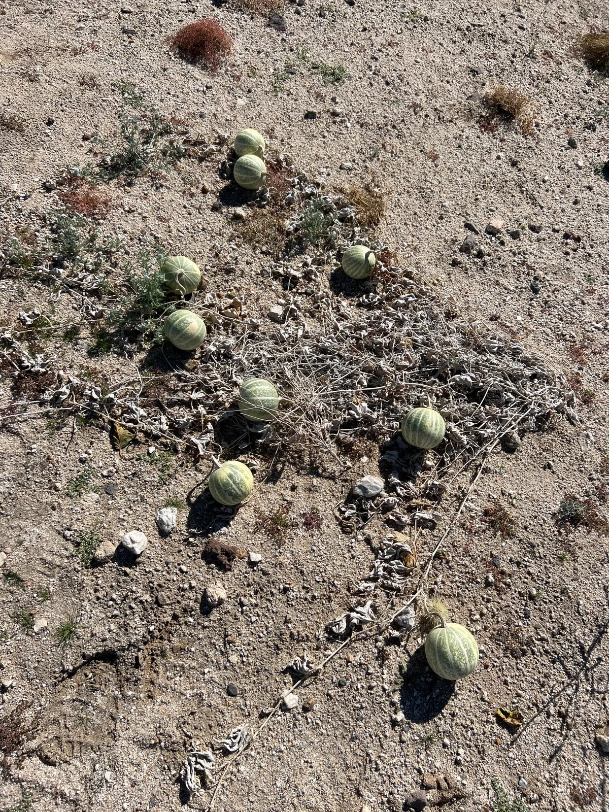 Coyote Gourd