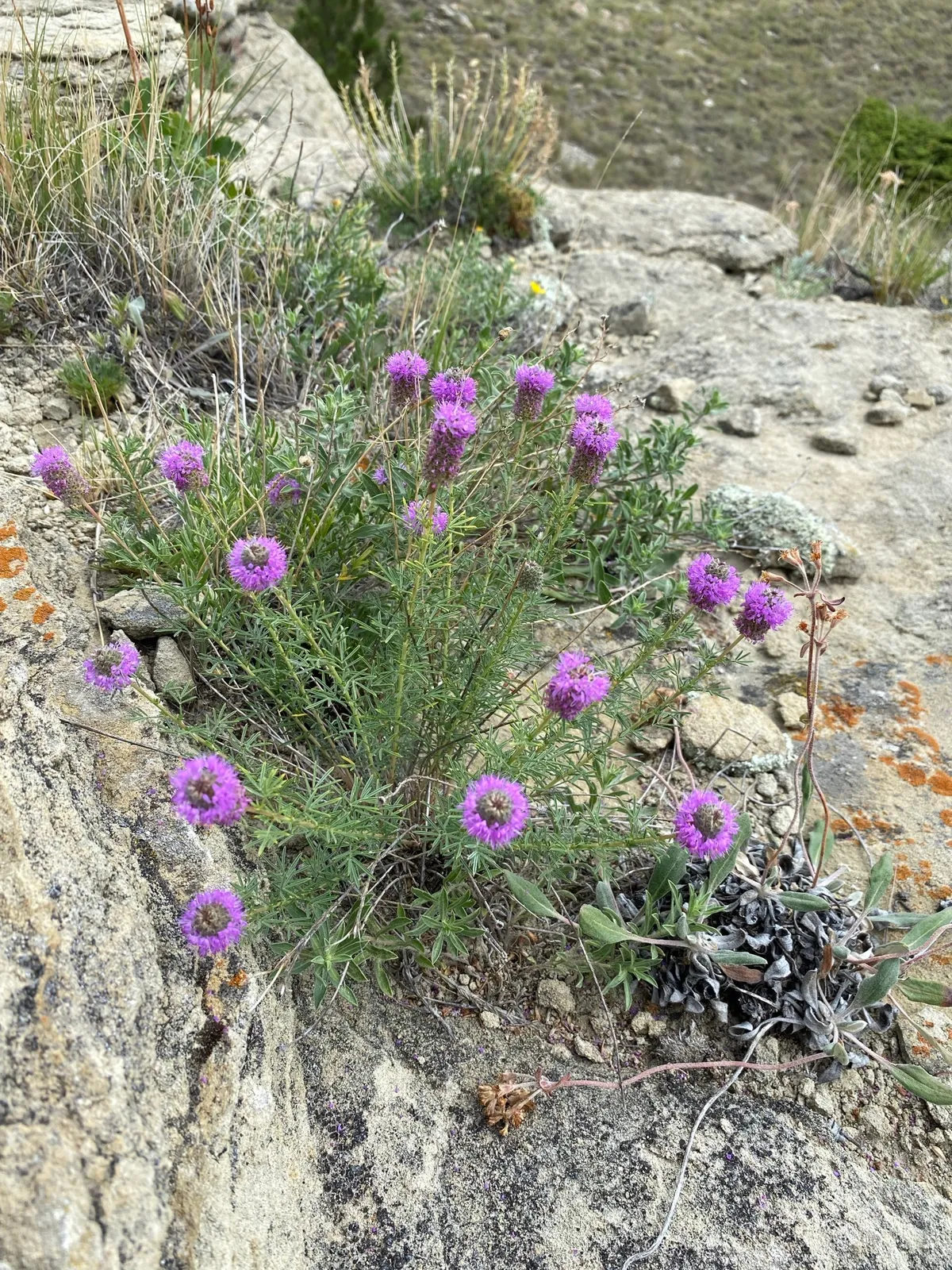 Purple Prairie-clover