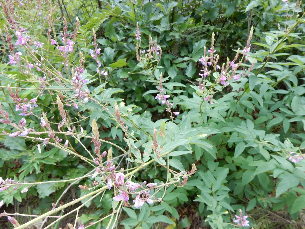 Showy Tick Trefoil