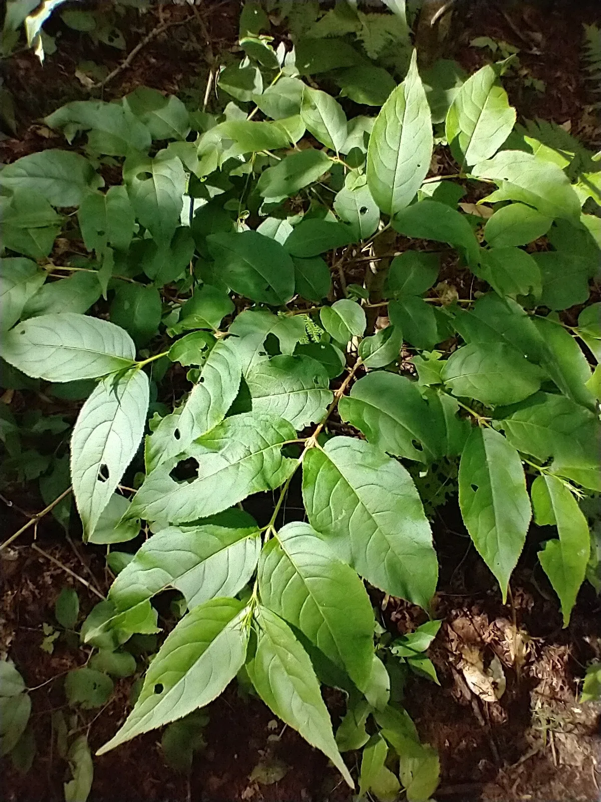 Bush-honeysuckle