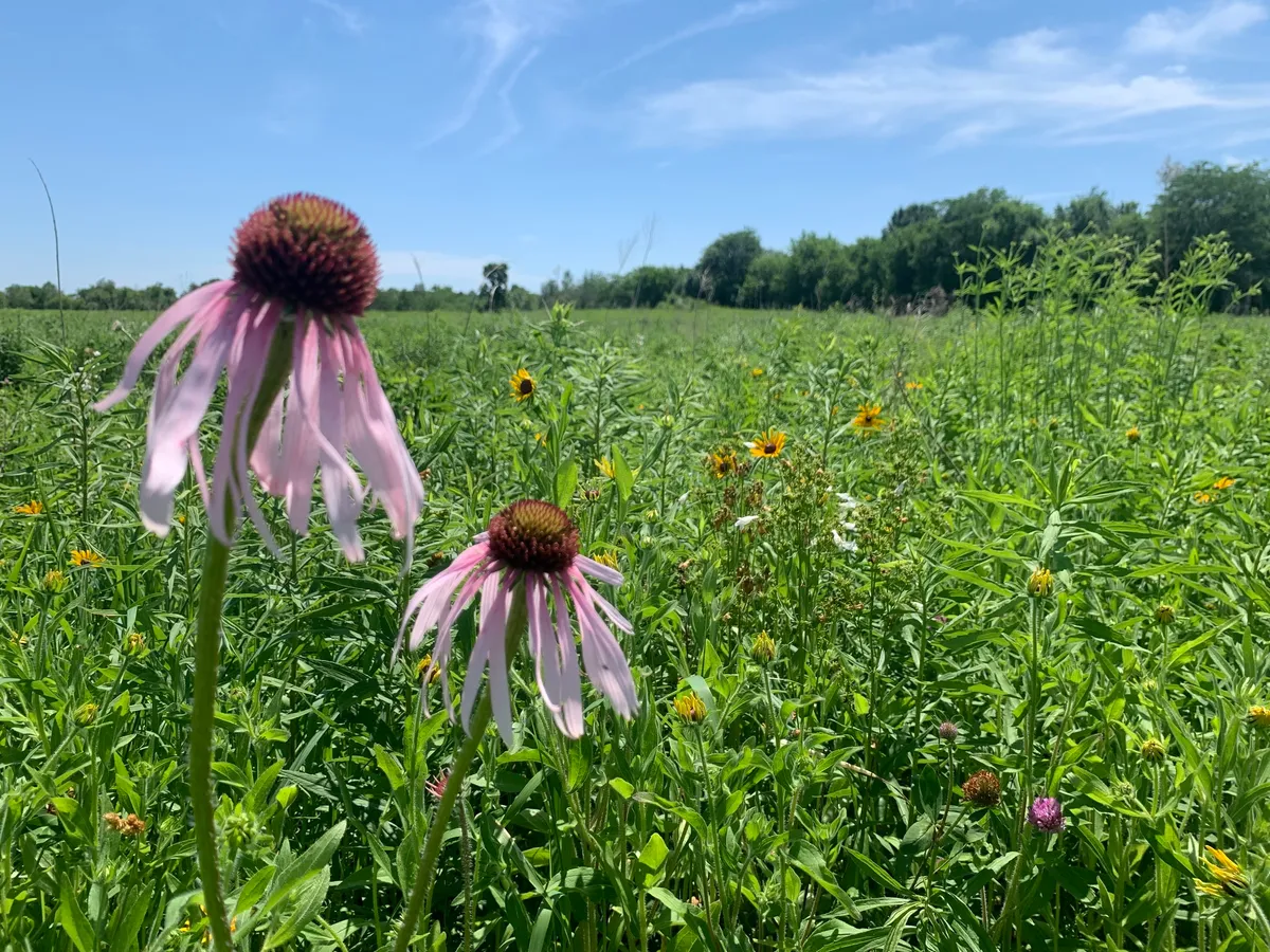 Pale Echinacea