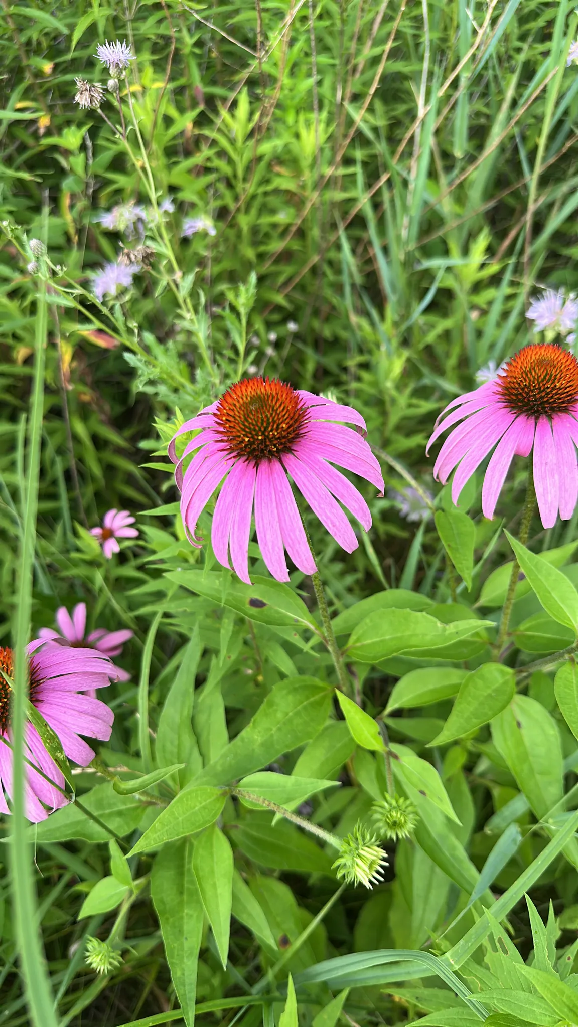 Eastern Purple-coneflower