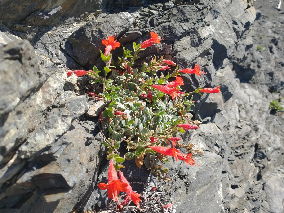 California Fuchsia