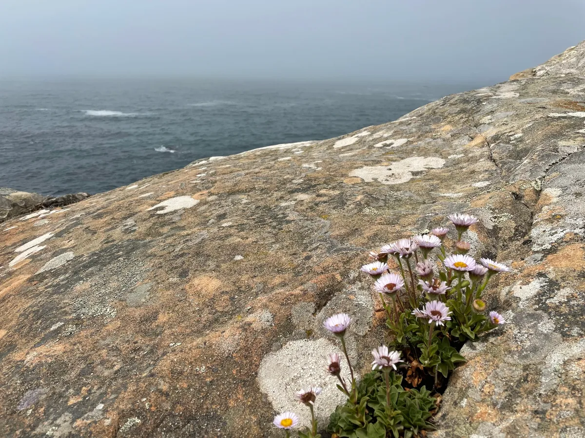 Seaside daisy