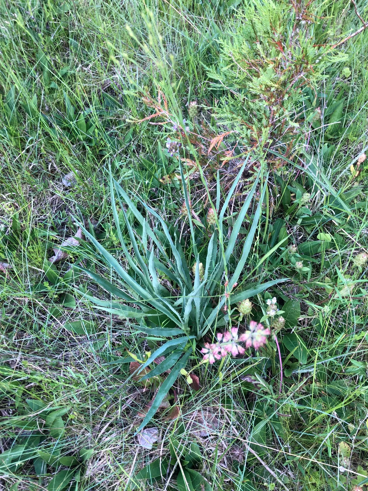 Rattlesnake-master