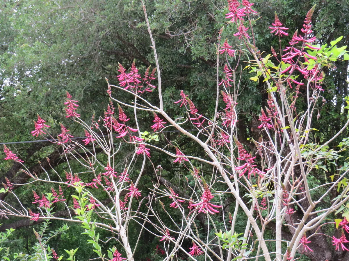 Coralbean