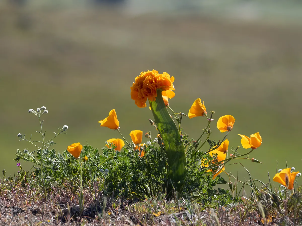 California-poppy