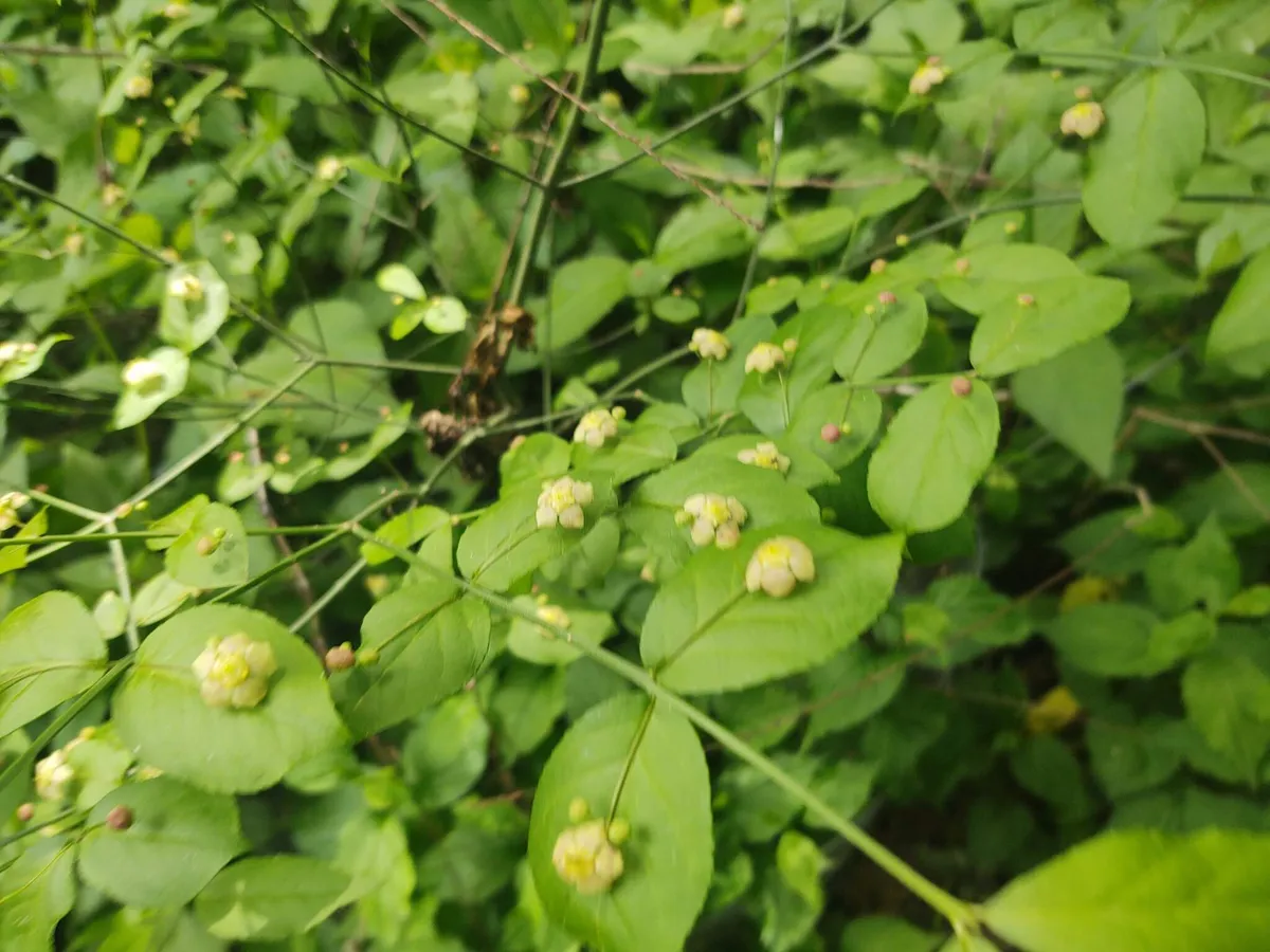 Strawberry Bush