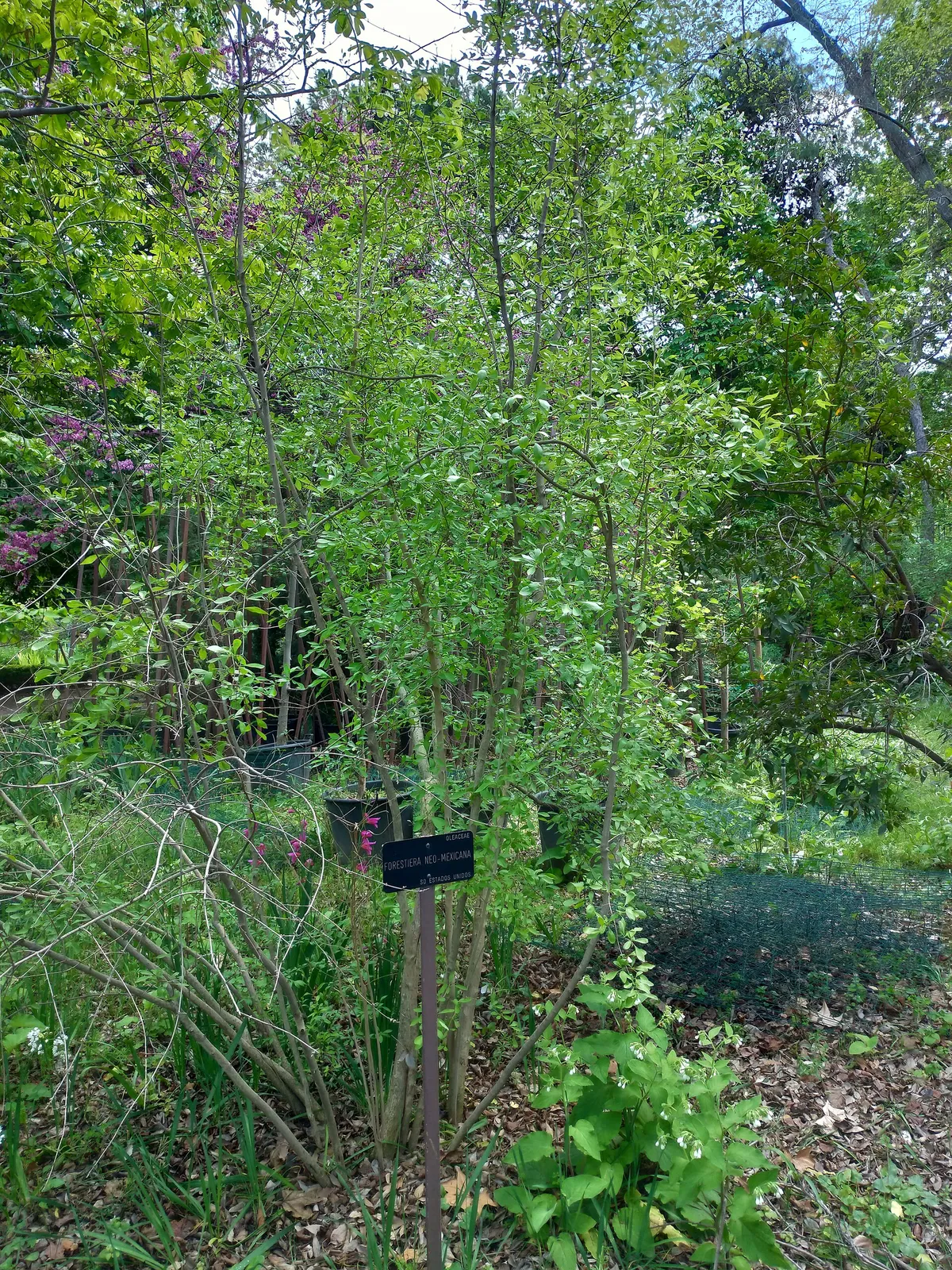 New Mexico olive