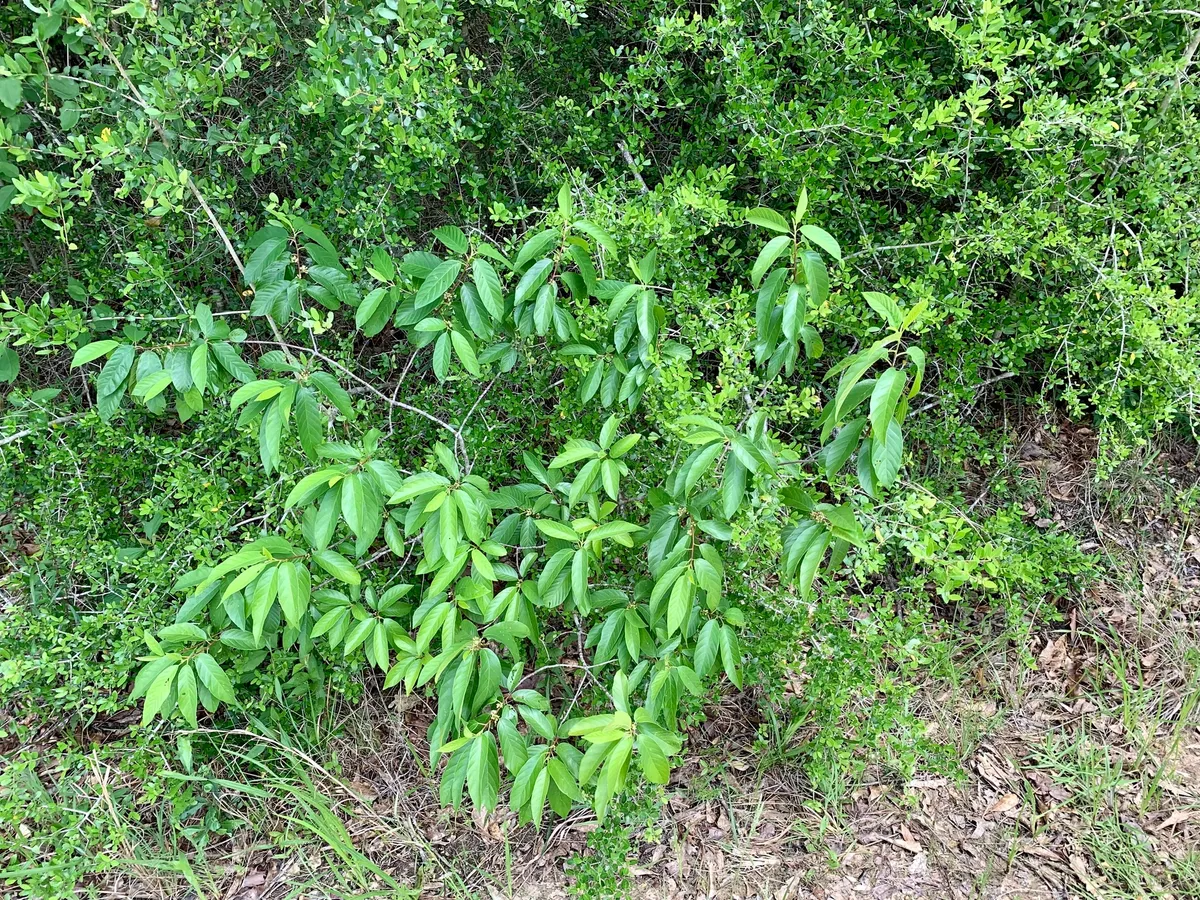 Carolina buckthorn