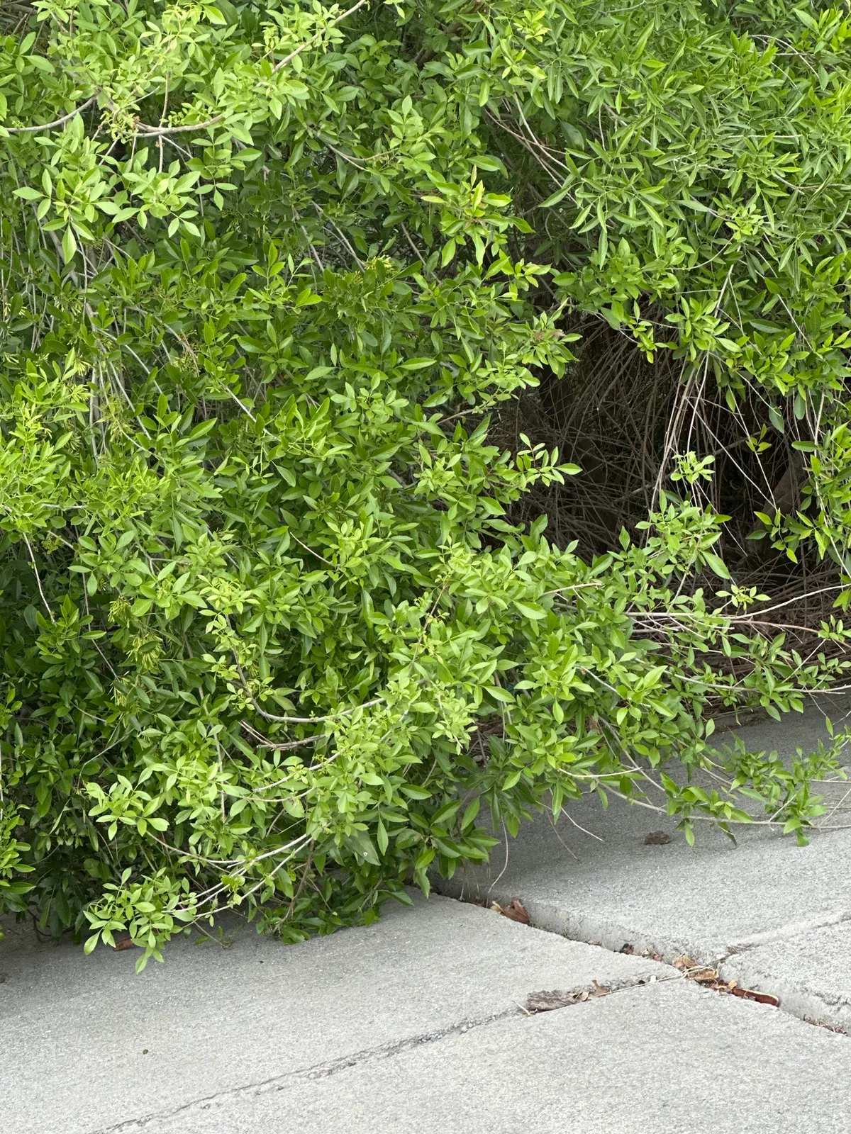 Mexican Ash