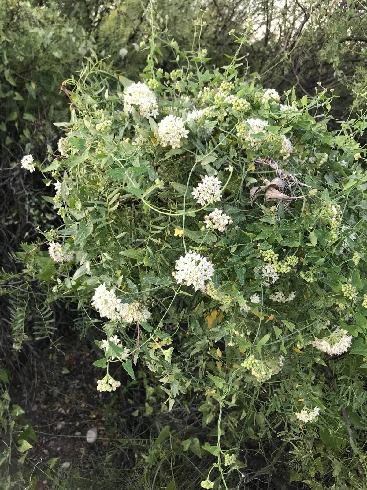 Fringed Twinevine