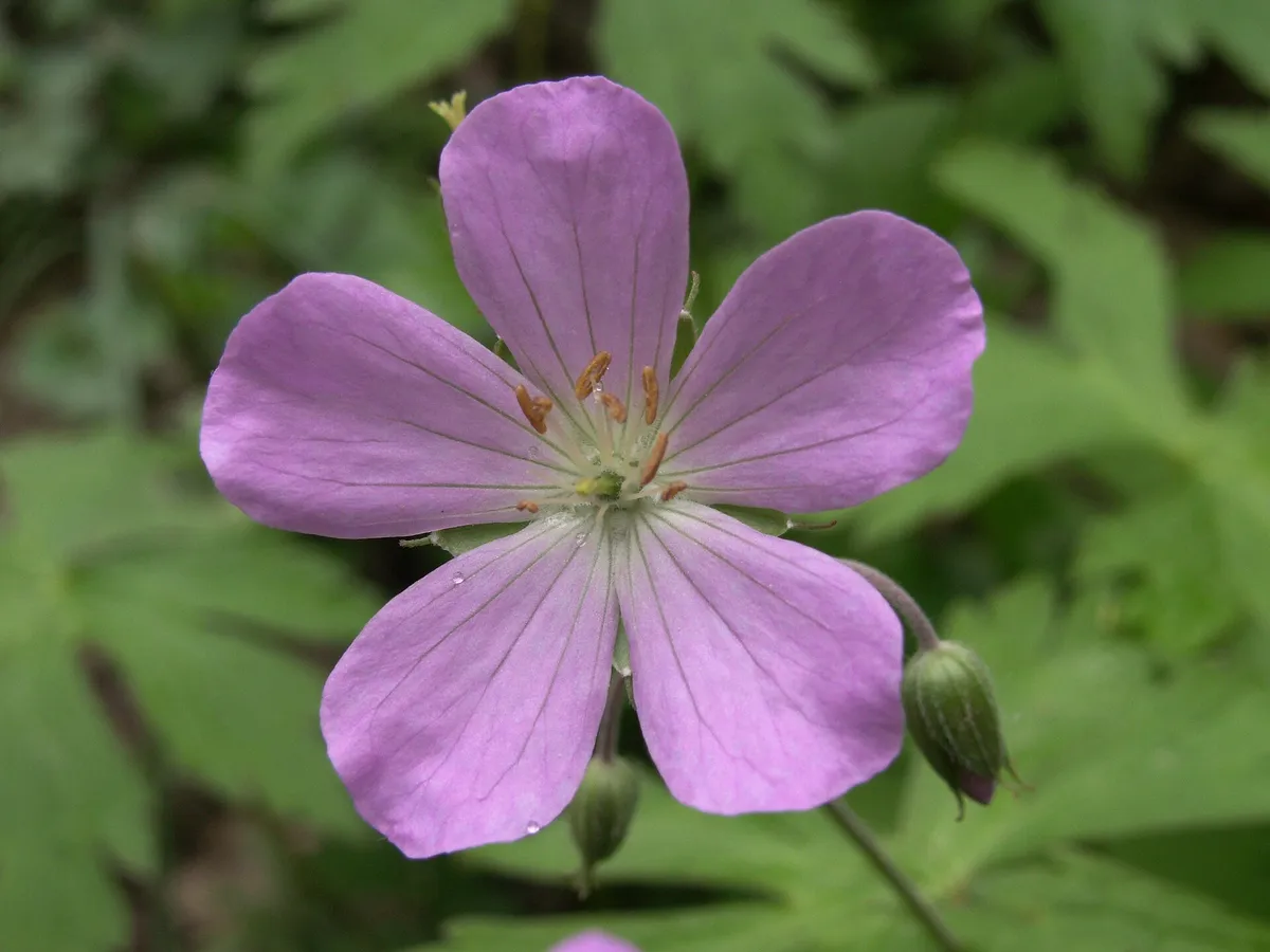 Spotted Geranium