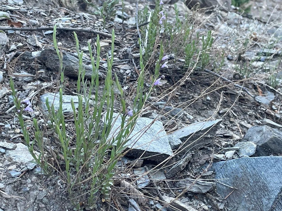 Mock pennyroyal