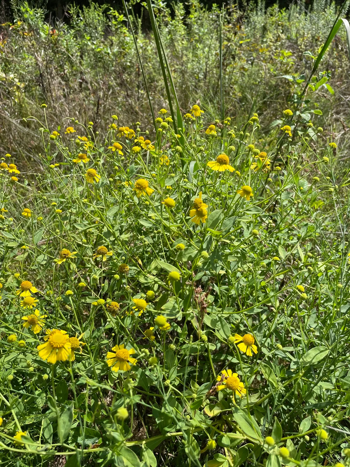 Common Sneezeweed