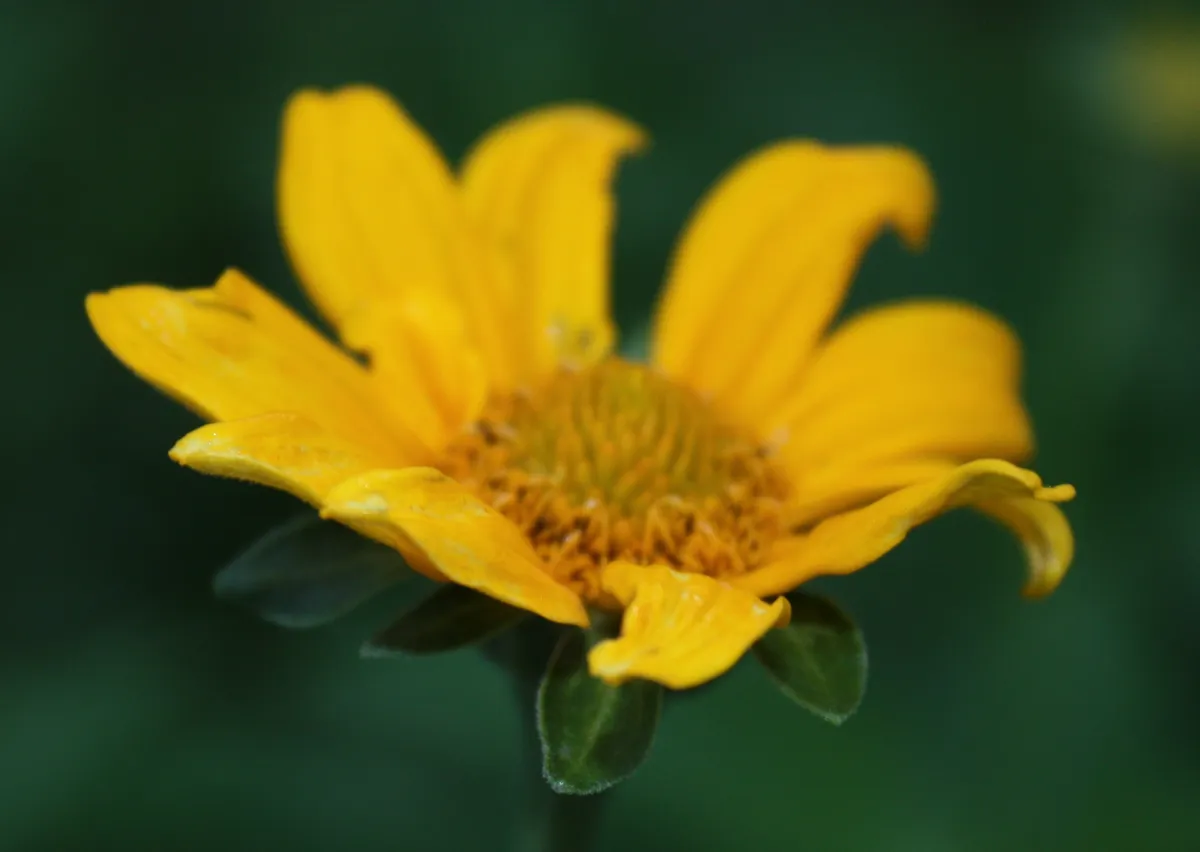 False Sunflower