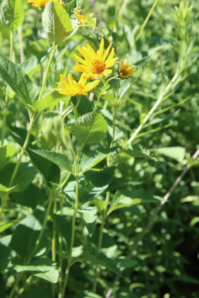 False Sunflower