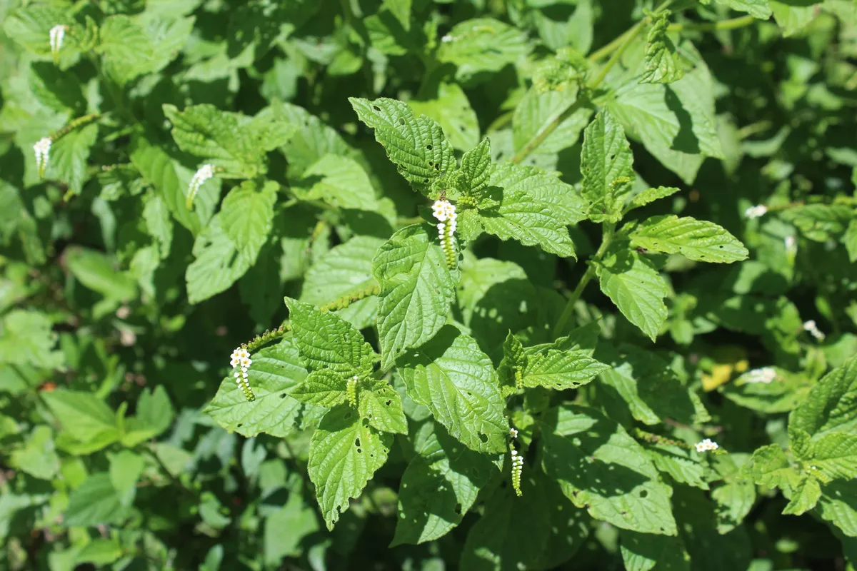 Scorpion's Tail