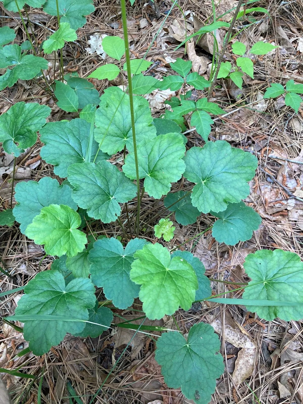 Alumroot