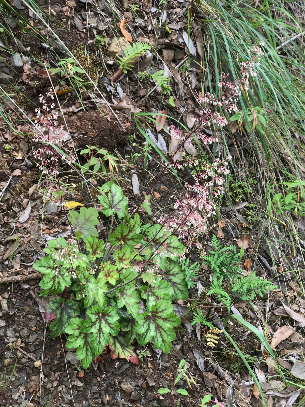 Crevice alumroot
