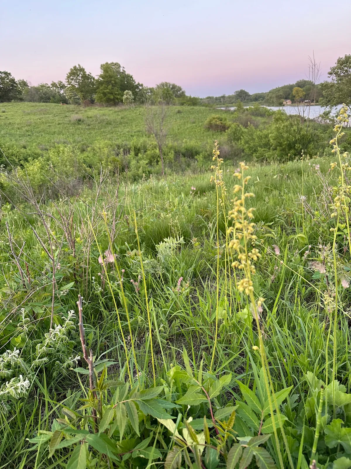 Prairie alumroot