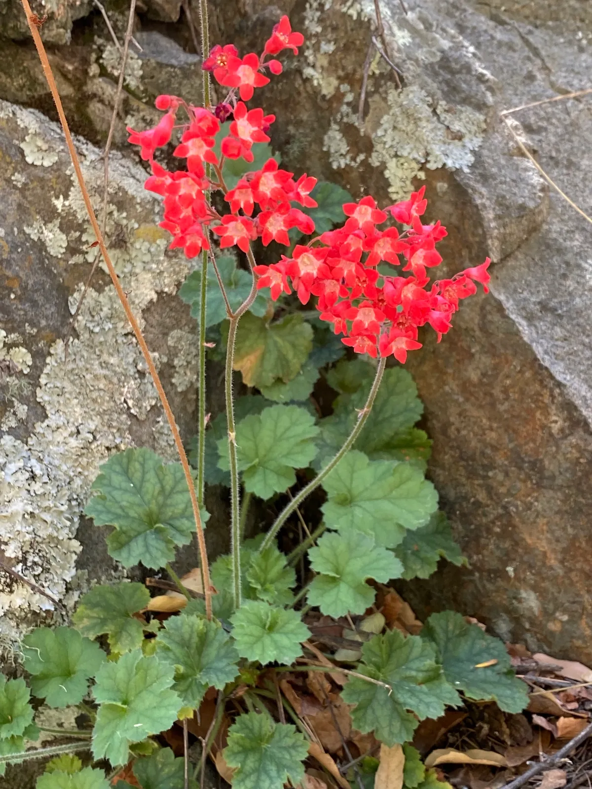 Coralbells