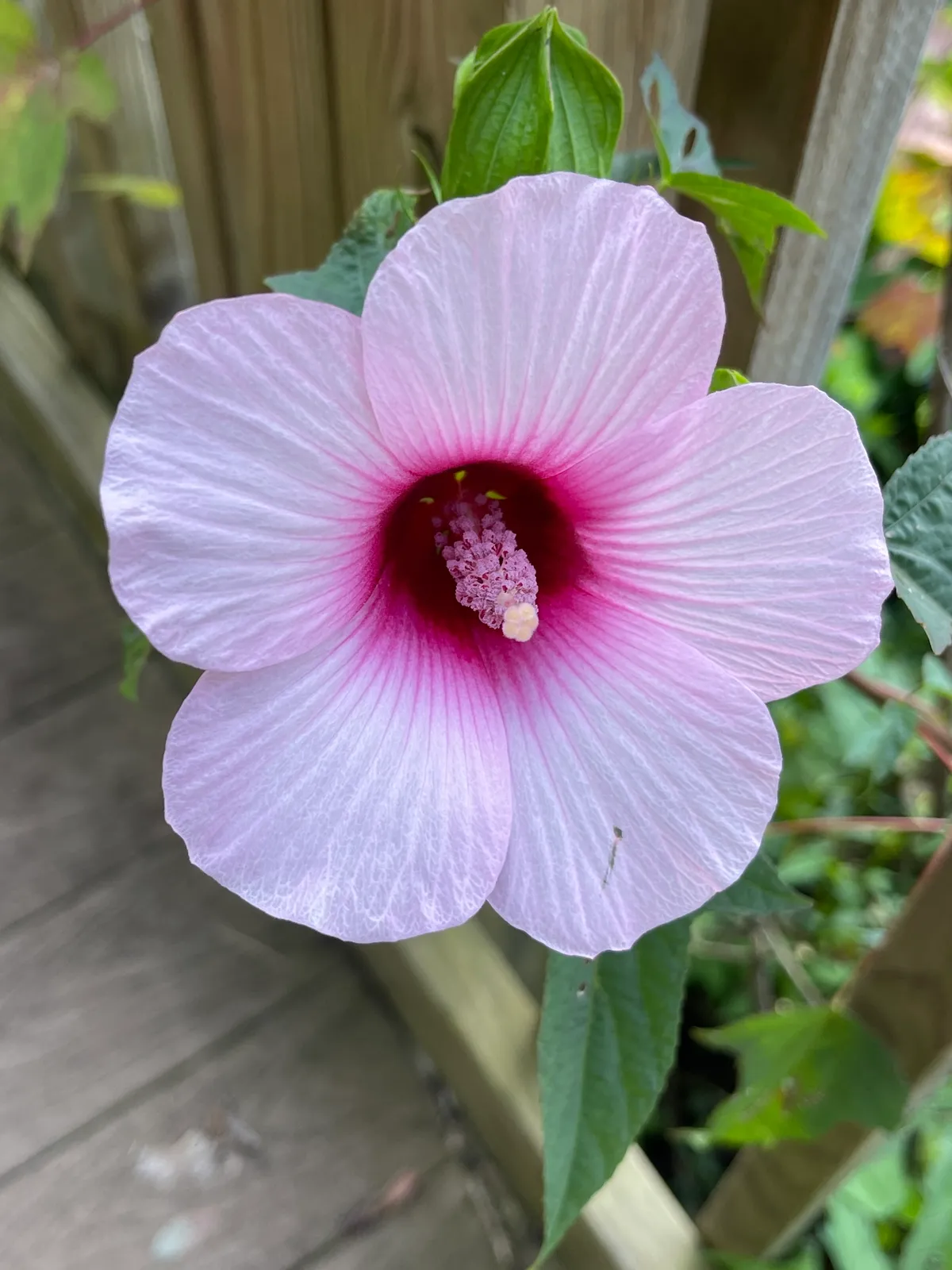 Scarlet Rose-mallow