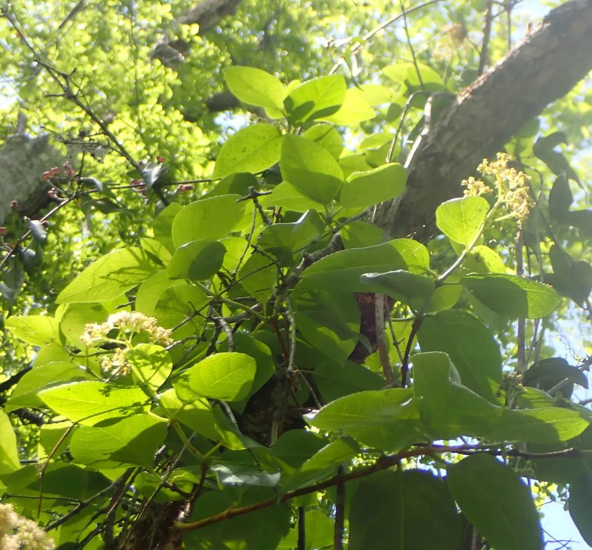 Climbing hydrangea