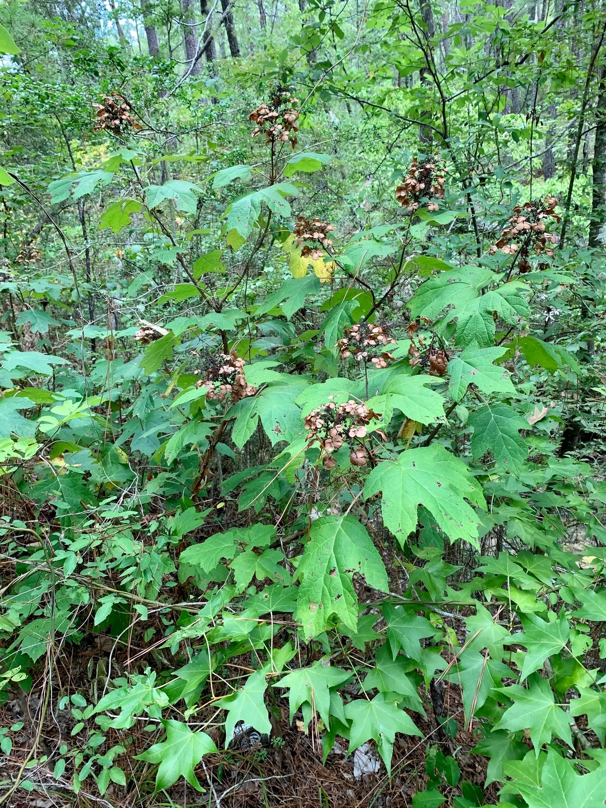 Oakleaf Hydrangea
