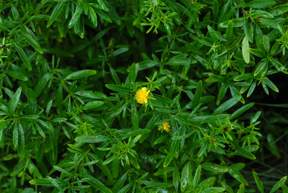 Broombush