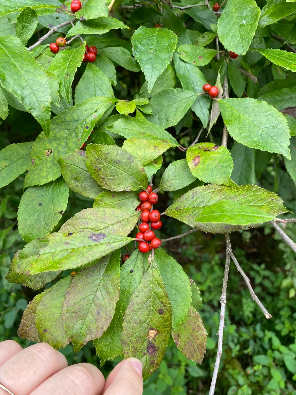 Black-alder