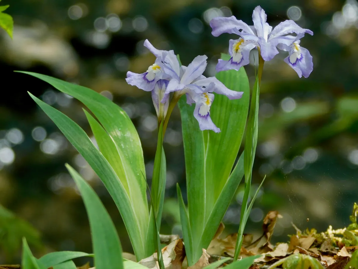 Crested Iris
