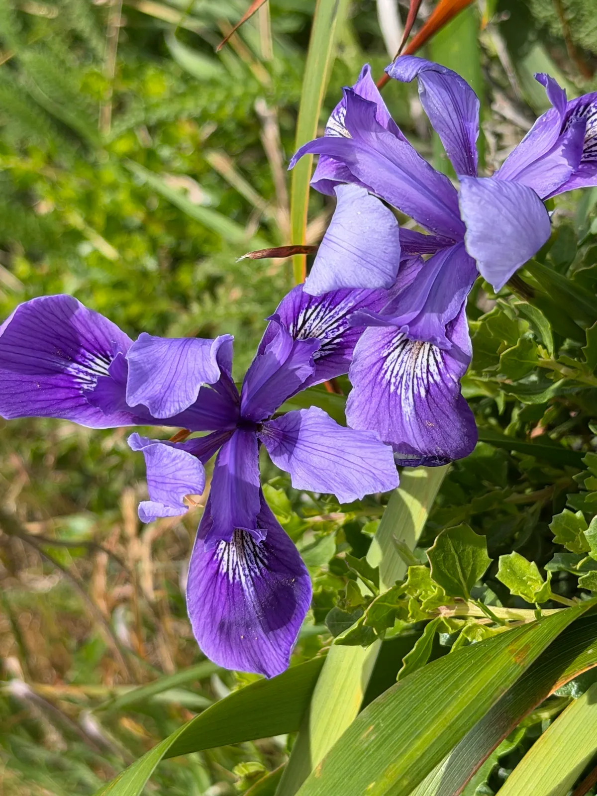 Marin Iris