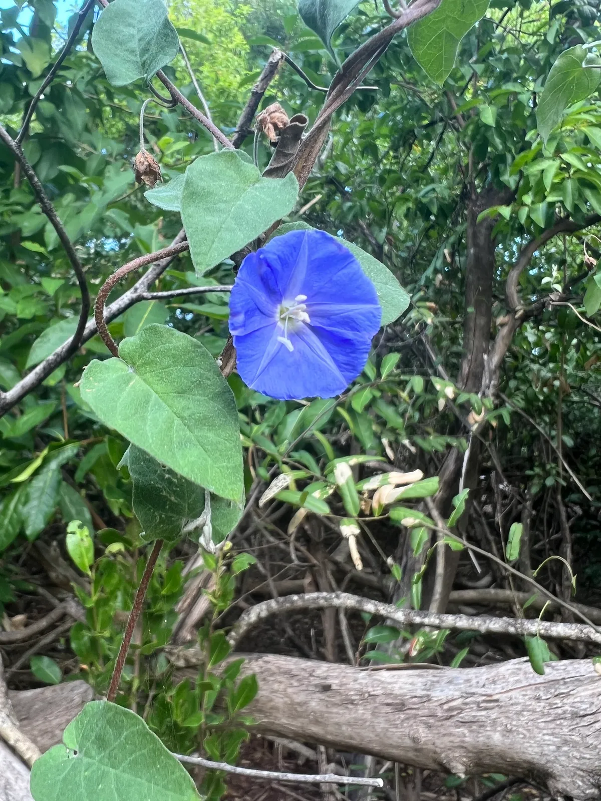 Skyblue clustervine