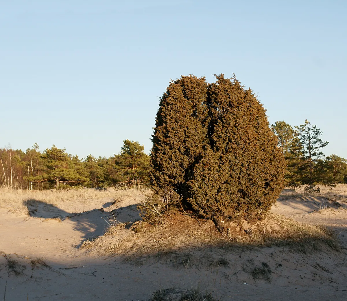 Common Juniper