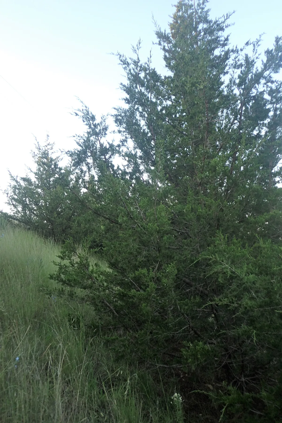 Eastern Red Cedar