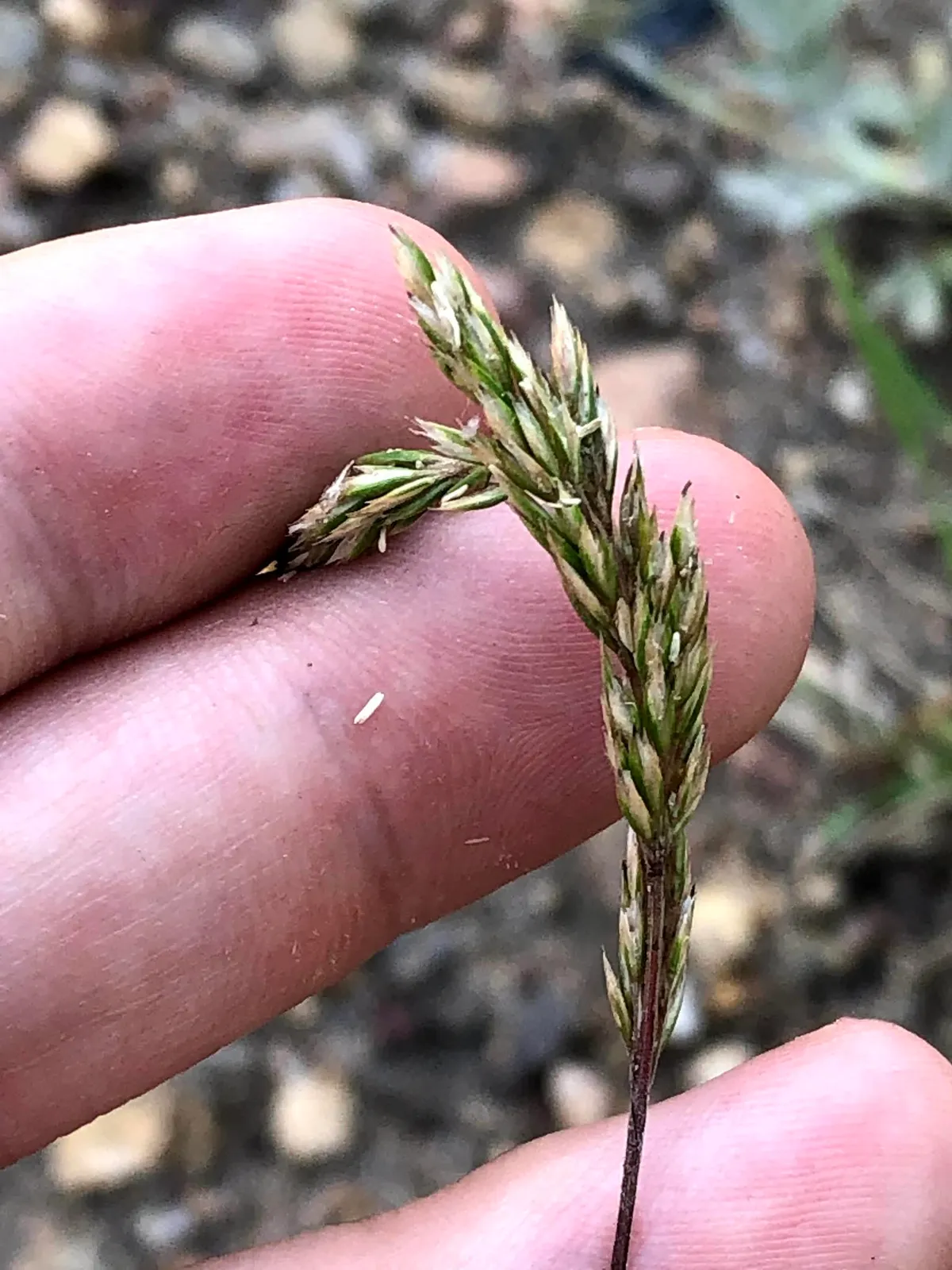 Prairie Junegrass