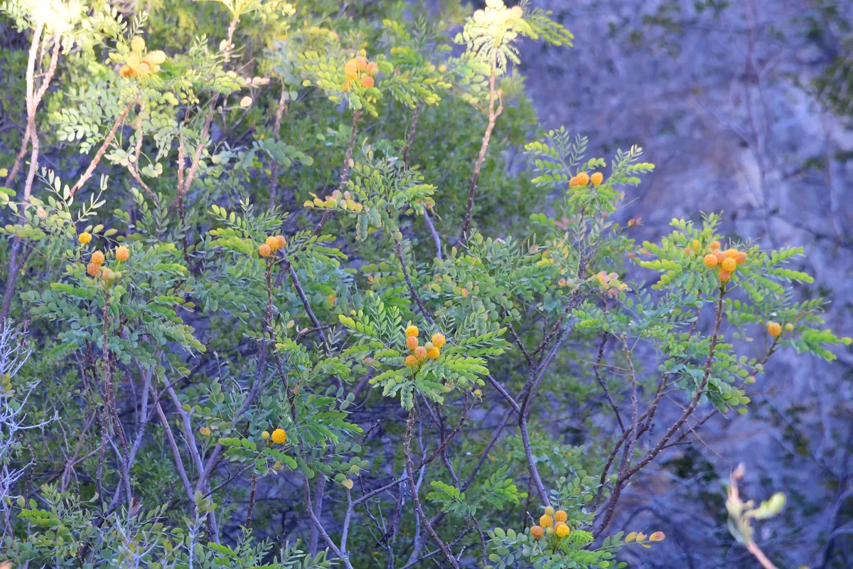 Goldenball Leadtree