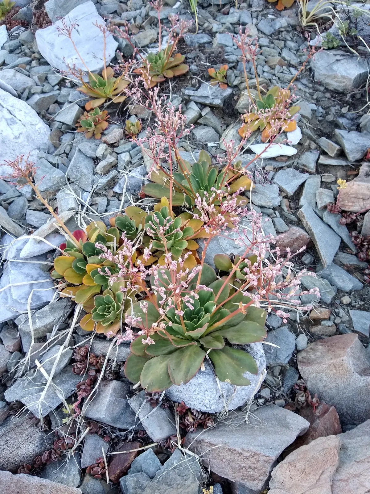 Siskiyou Lewisia
